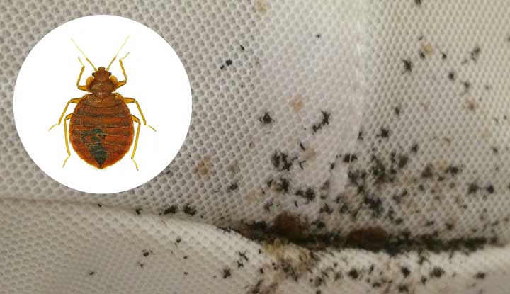 Bed Bug control Elyria
