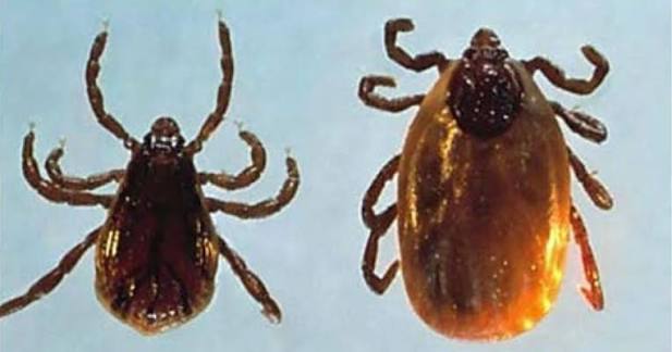 Bed Bug control Elyria