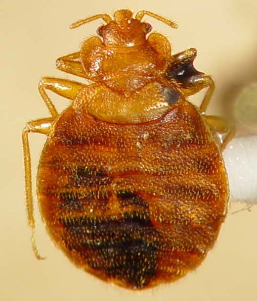Bed Bug control Elyria