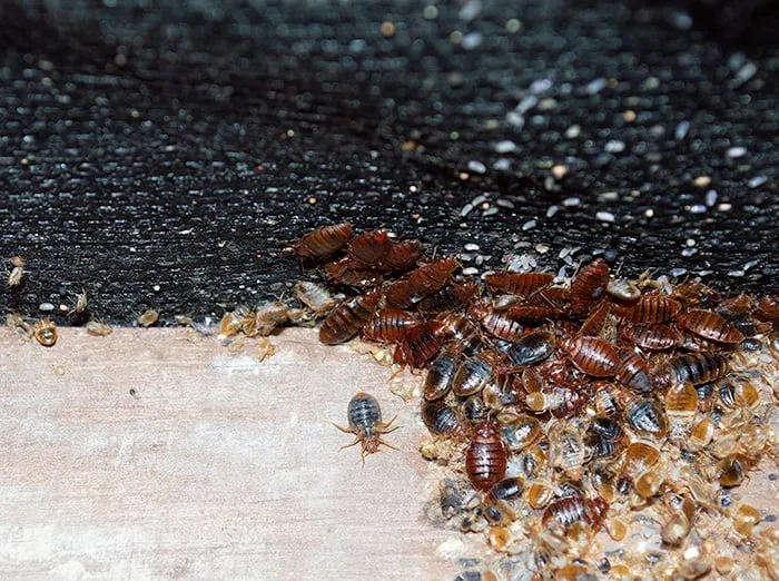 Bed Bug control Elyria
