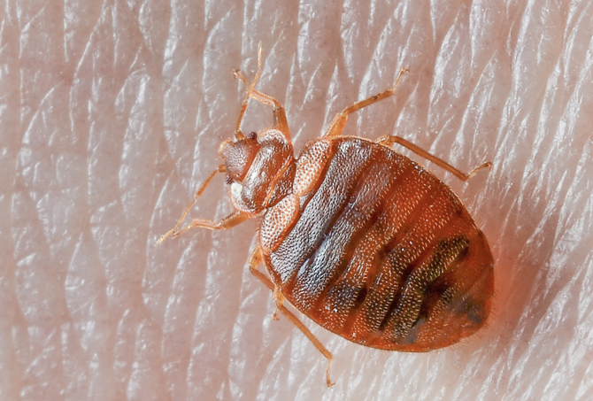 Bed Bug control Elyria