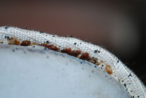 Bed Bug control Elyria