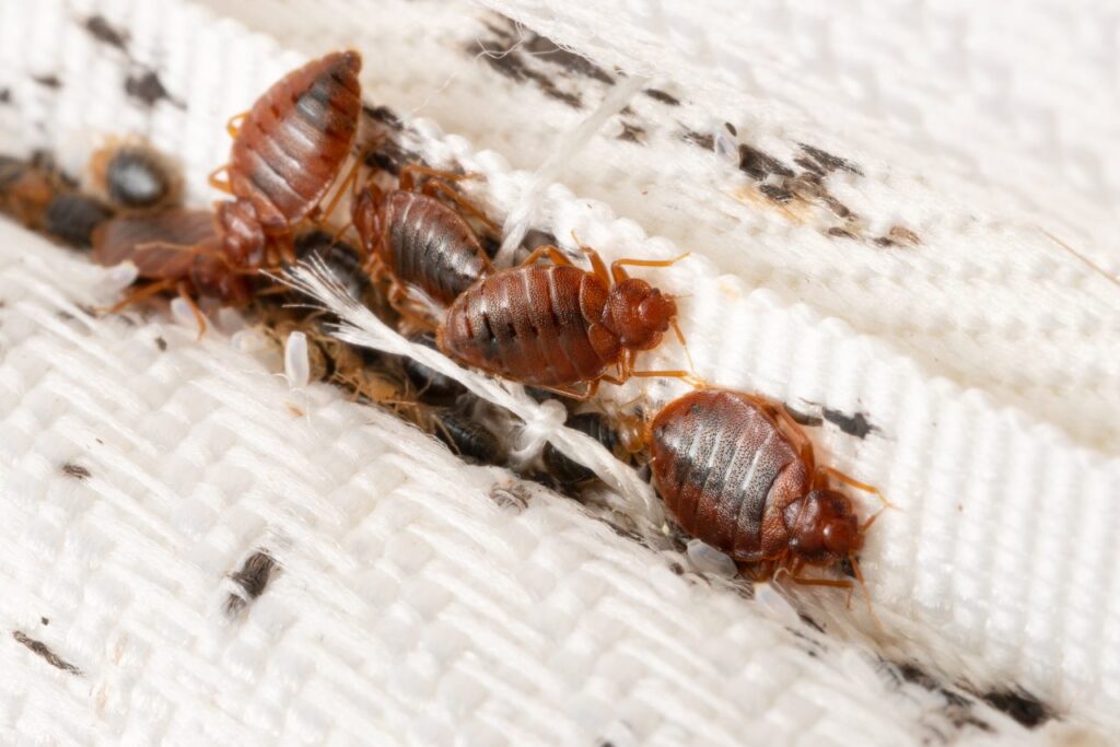 Bed Bug control Elyria
